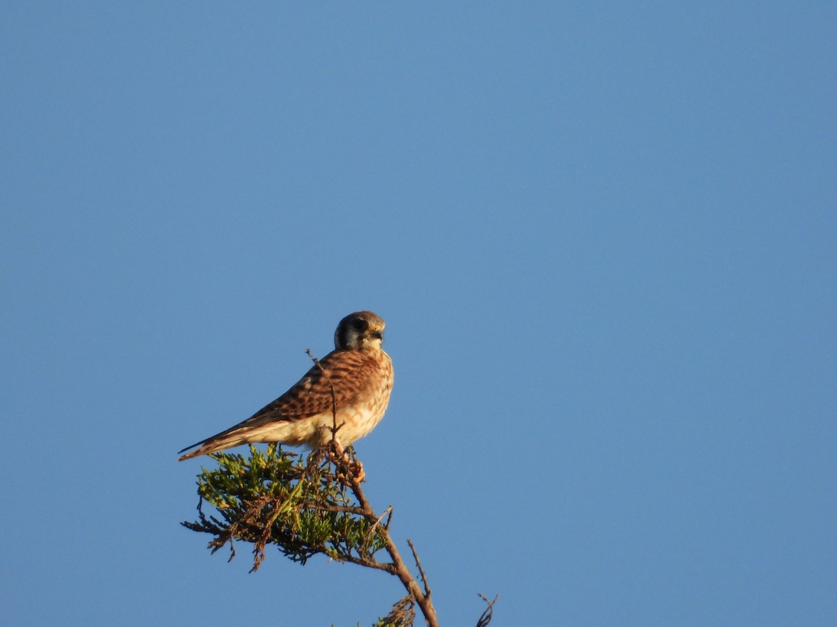 American Kestrel - ML643266218