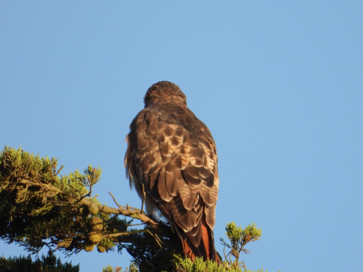 Red-tailed Hawk - ML643266219