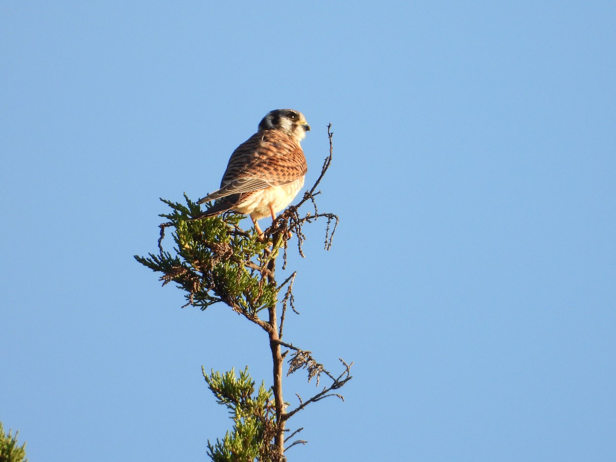 American Kestrel - ML643266220