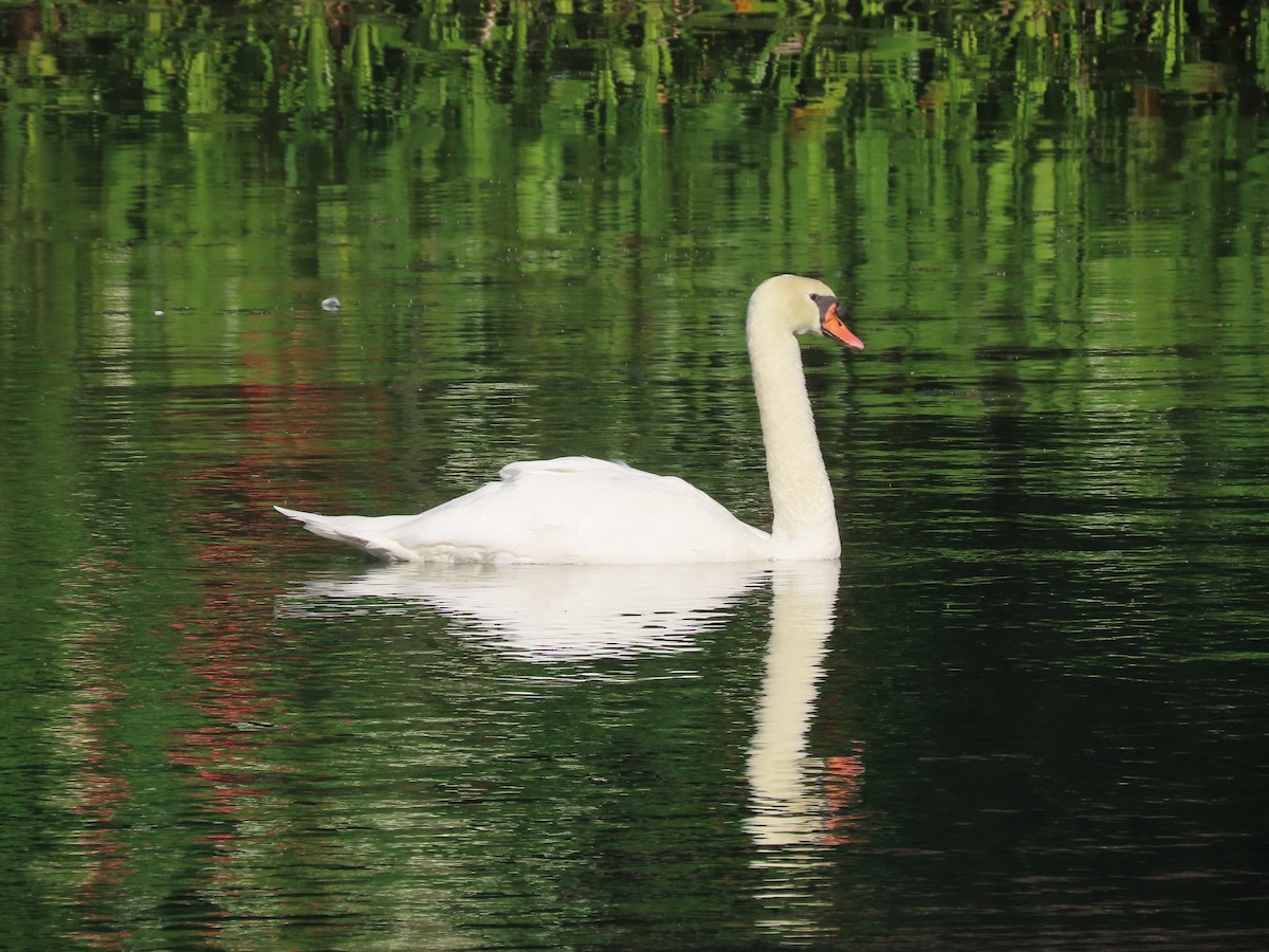 Mute Swan - ML643266221