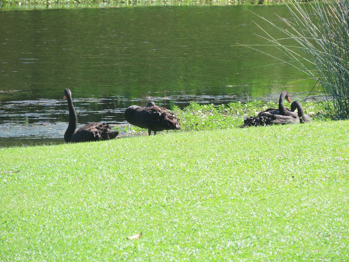 Black Swan - ML643266222