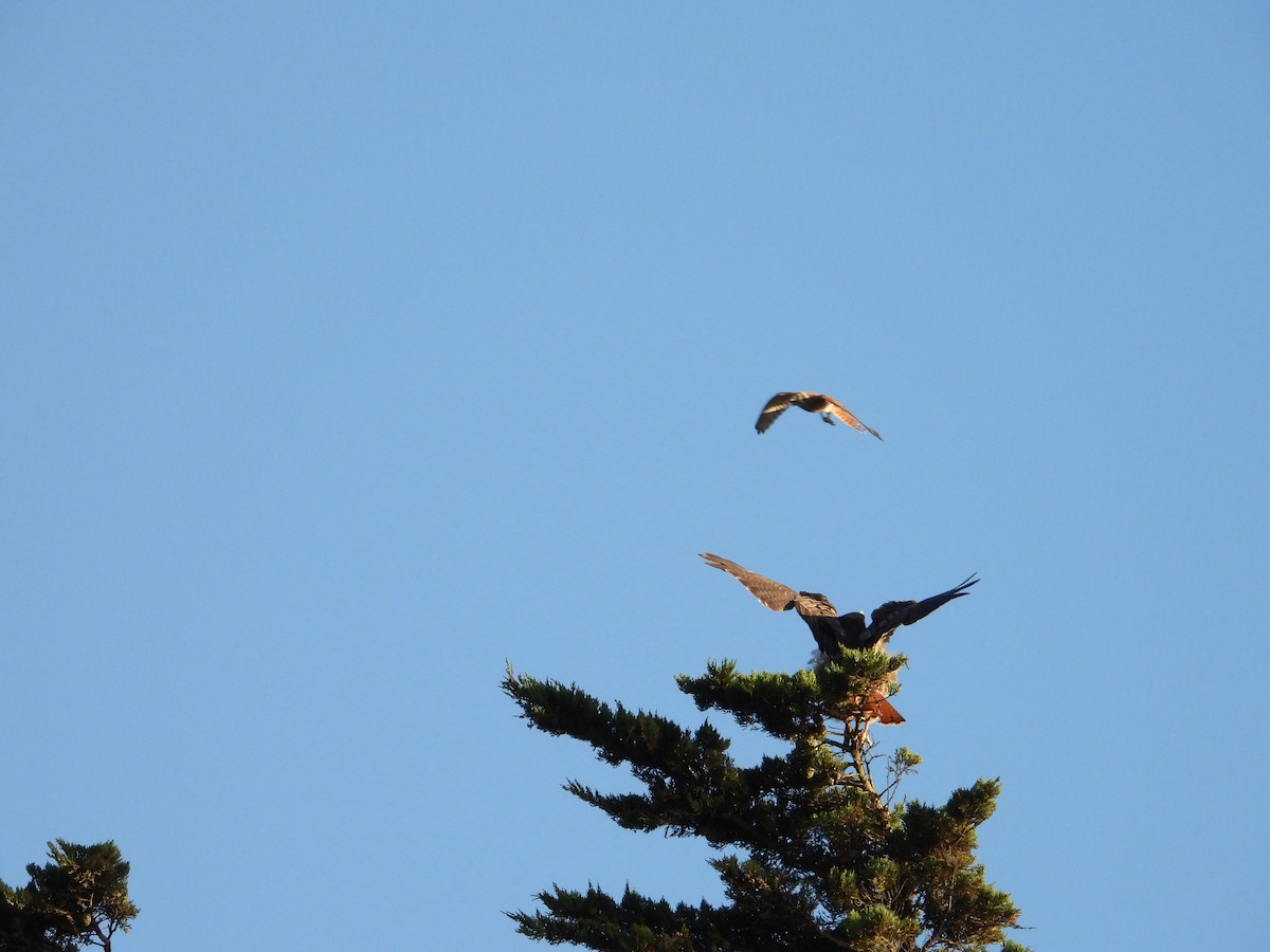 Red-tailed Hawk - ML643266223
