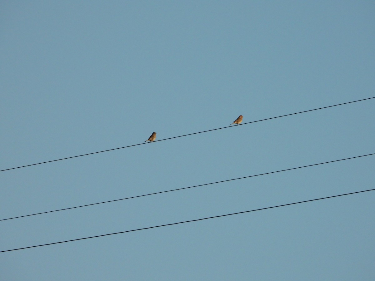 House Finch - ML643266225