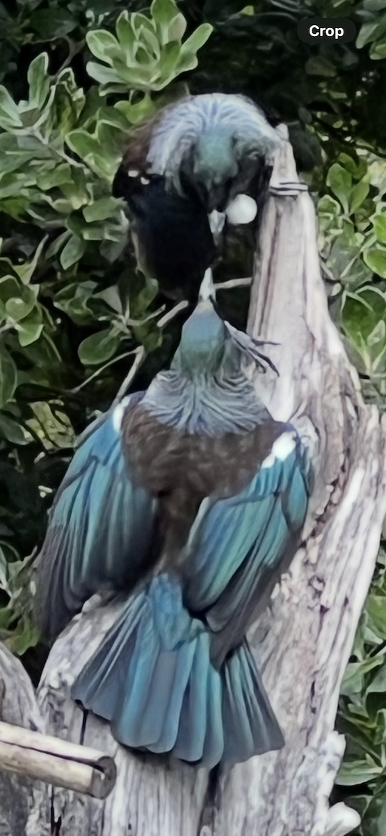 Tui - ML643266235