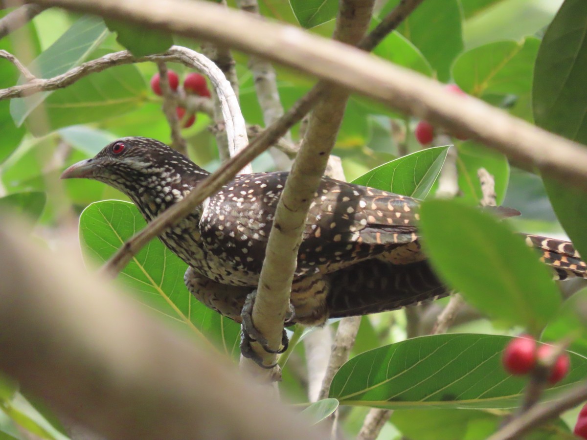 Asian Koel - ML643266243