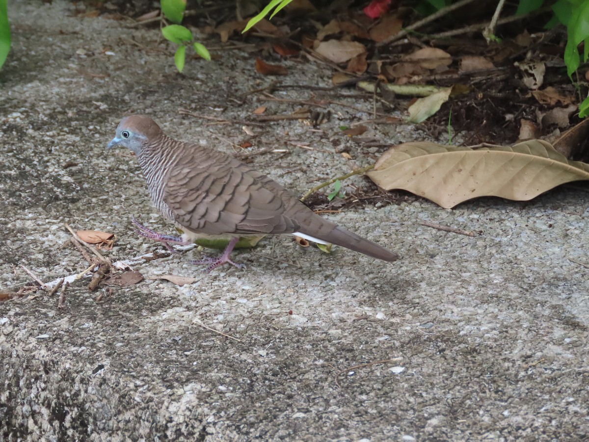Zebra Dove - ML643266245