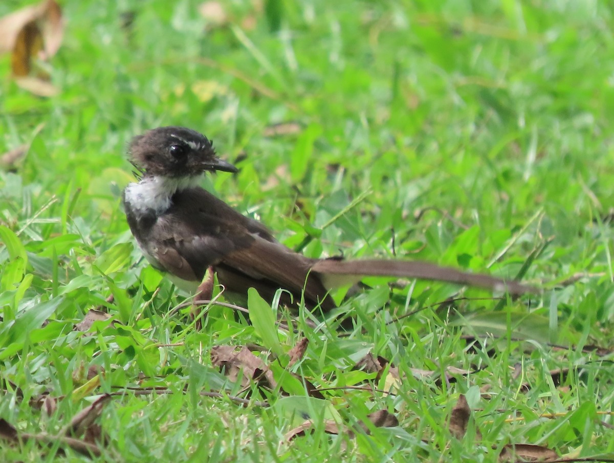 Malaysian Pied-Fantail - ML643266247
