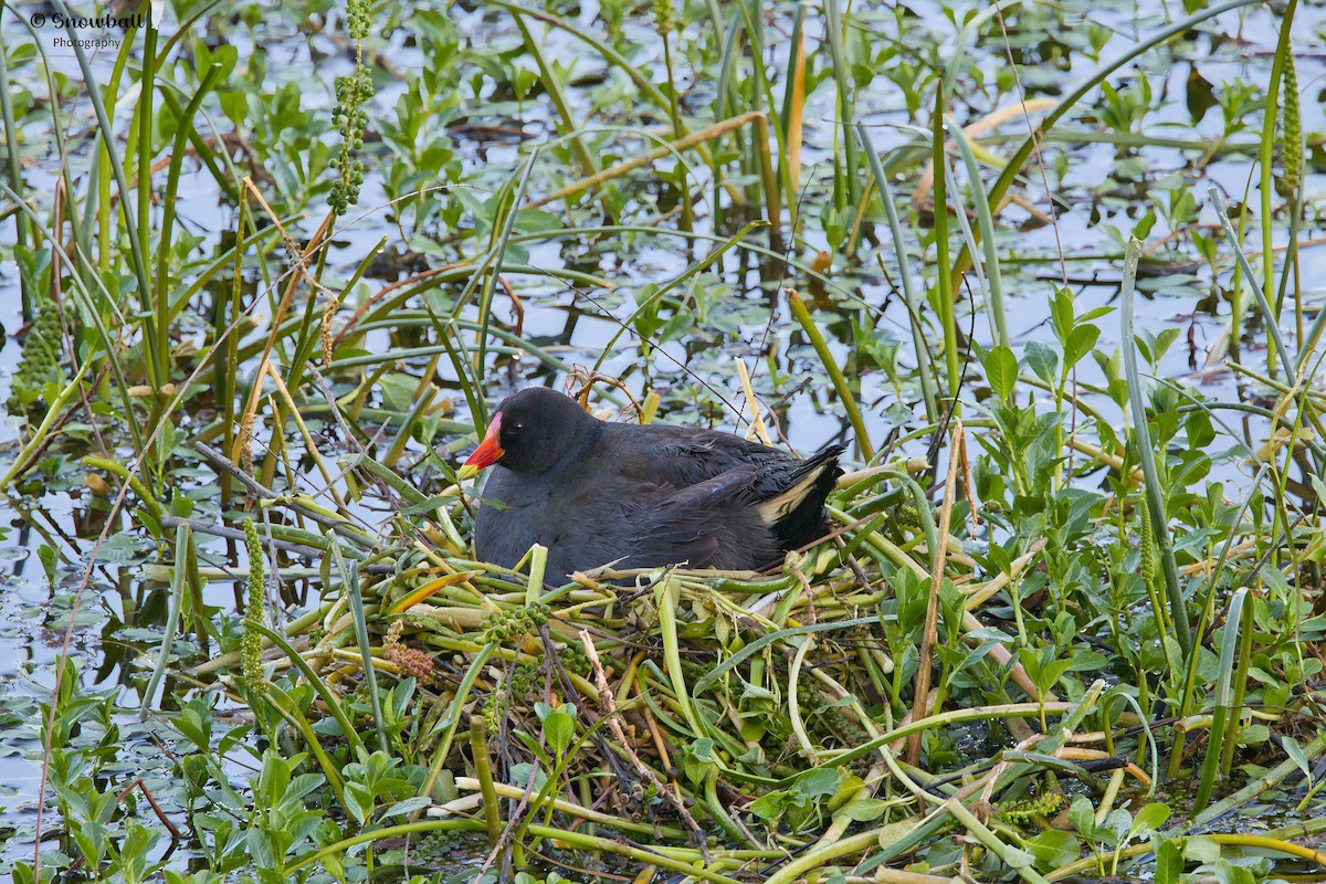 Dusky Moorhen - ML643266248