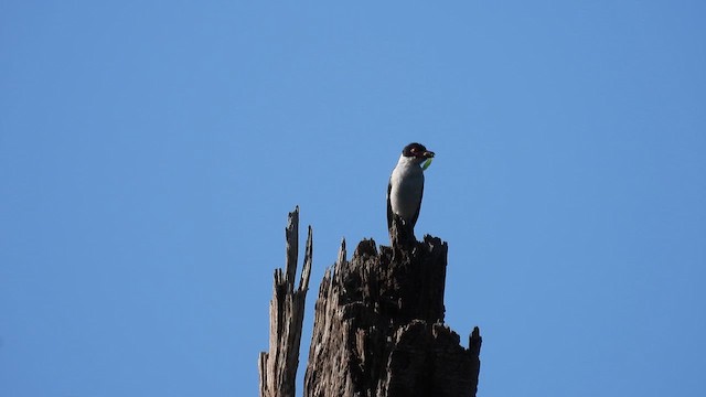 Black-tailed Tityra (Western) - ML643266249