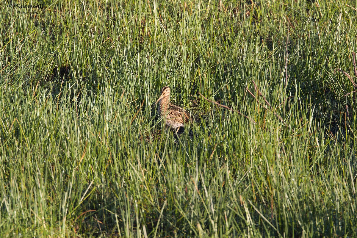 Latham's Snipe - ML643266250