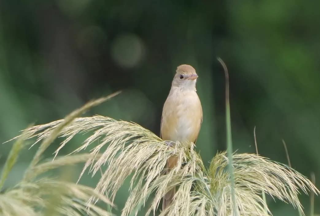 Thick-billed Warbler - ML643266251