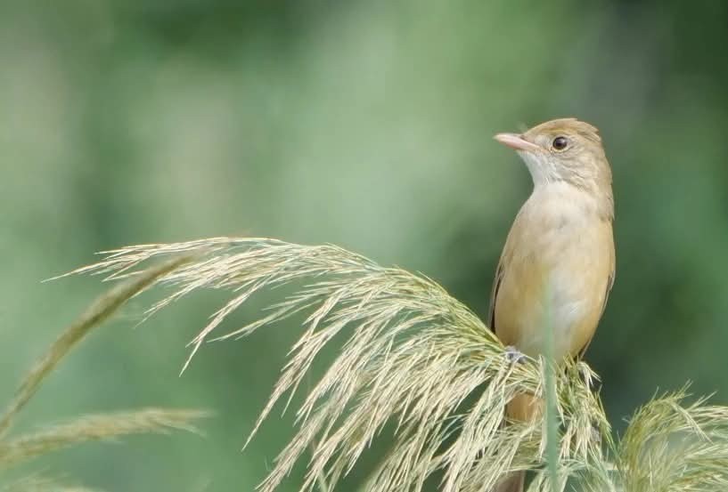 Thick-billed Warbler - ML643266252