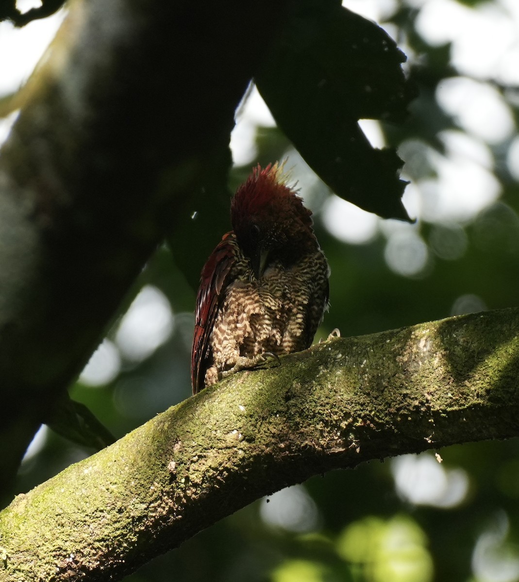 Banded Woodpecker - ML643266261