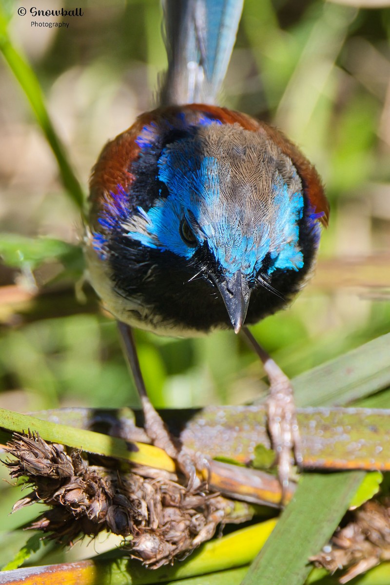Variegated Fairywren - ML643266263