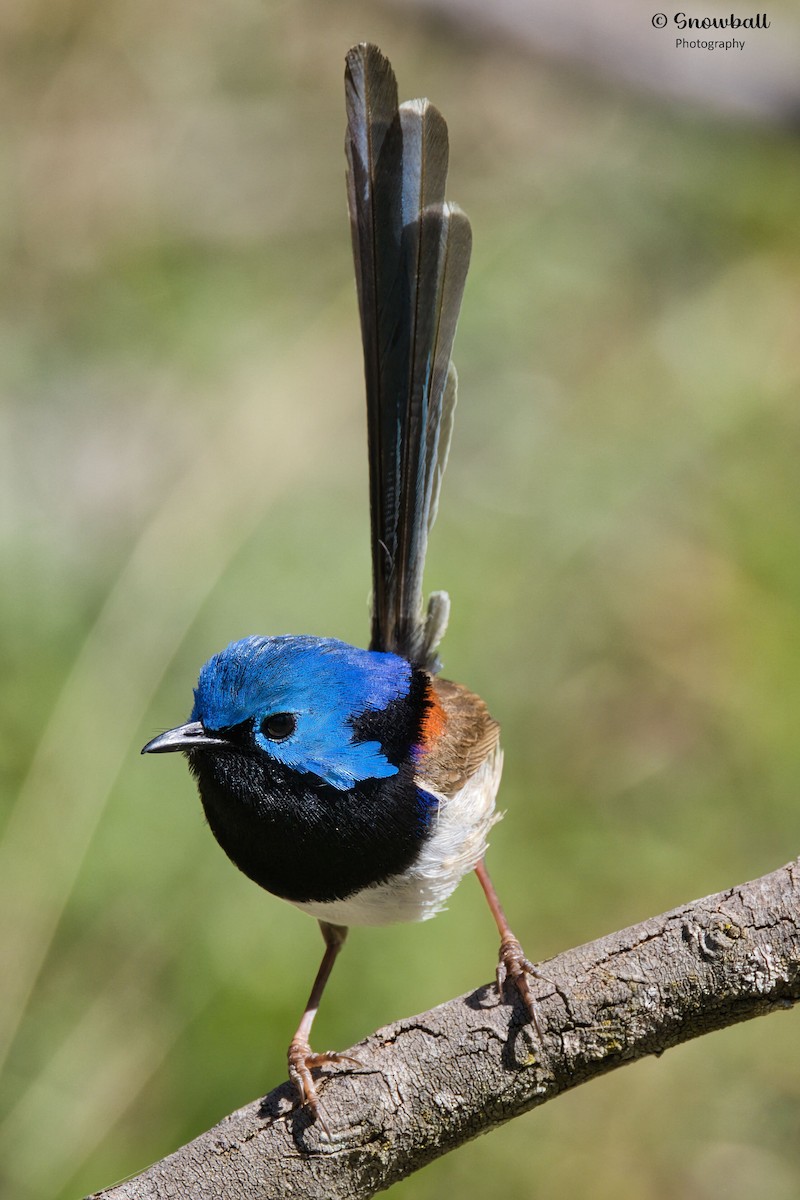 Variegated Fairywren - ML643266264