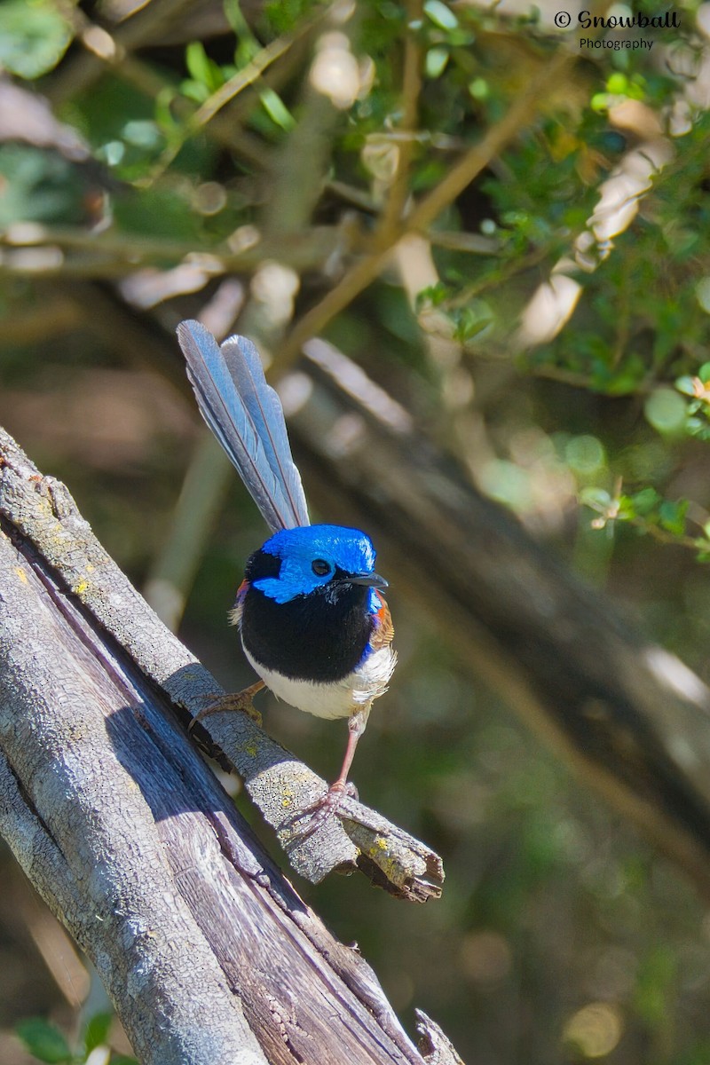 Variegated Fairywren - ML643266265