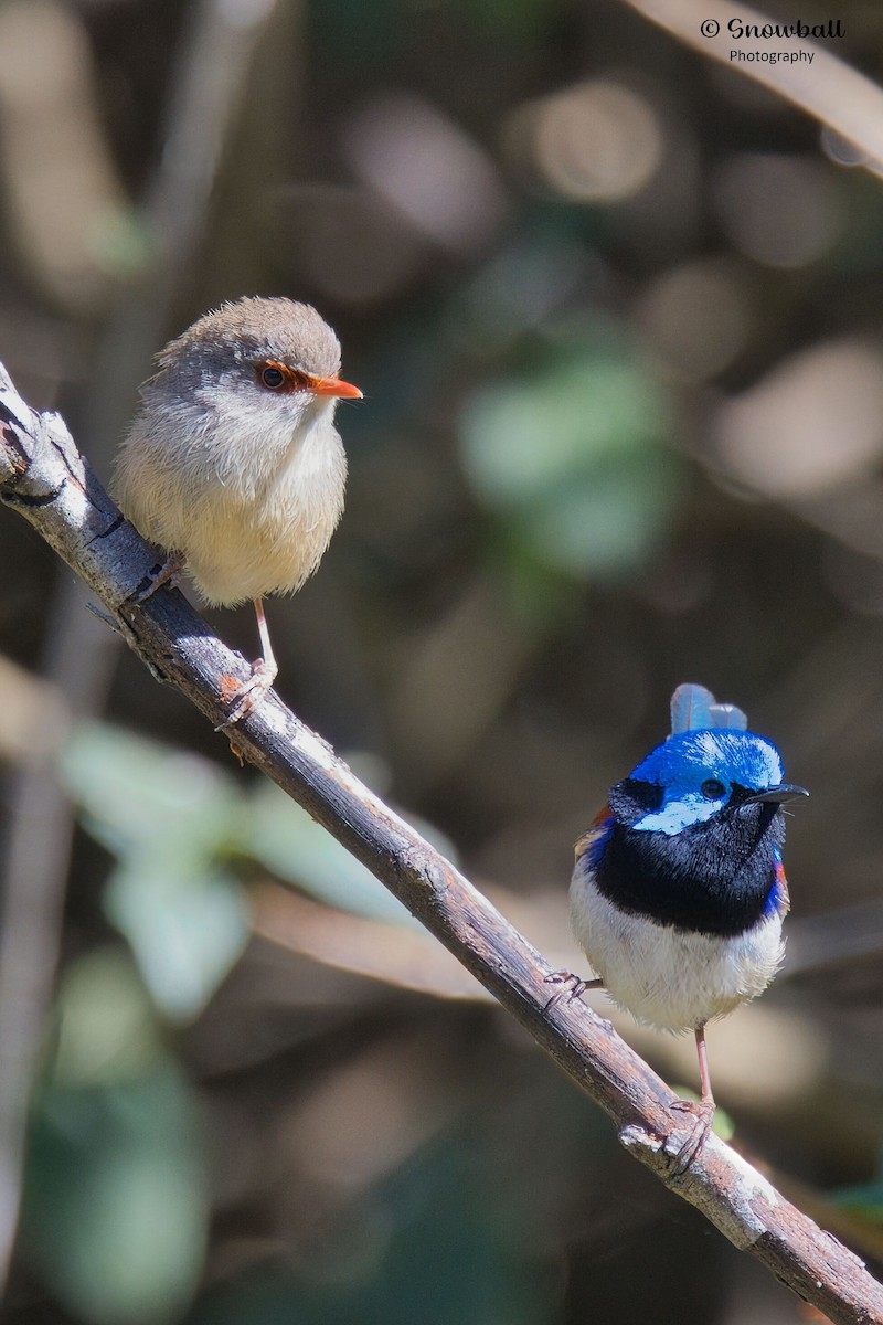Variegated Fairywren - ML643266266