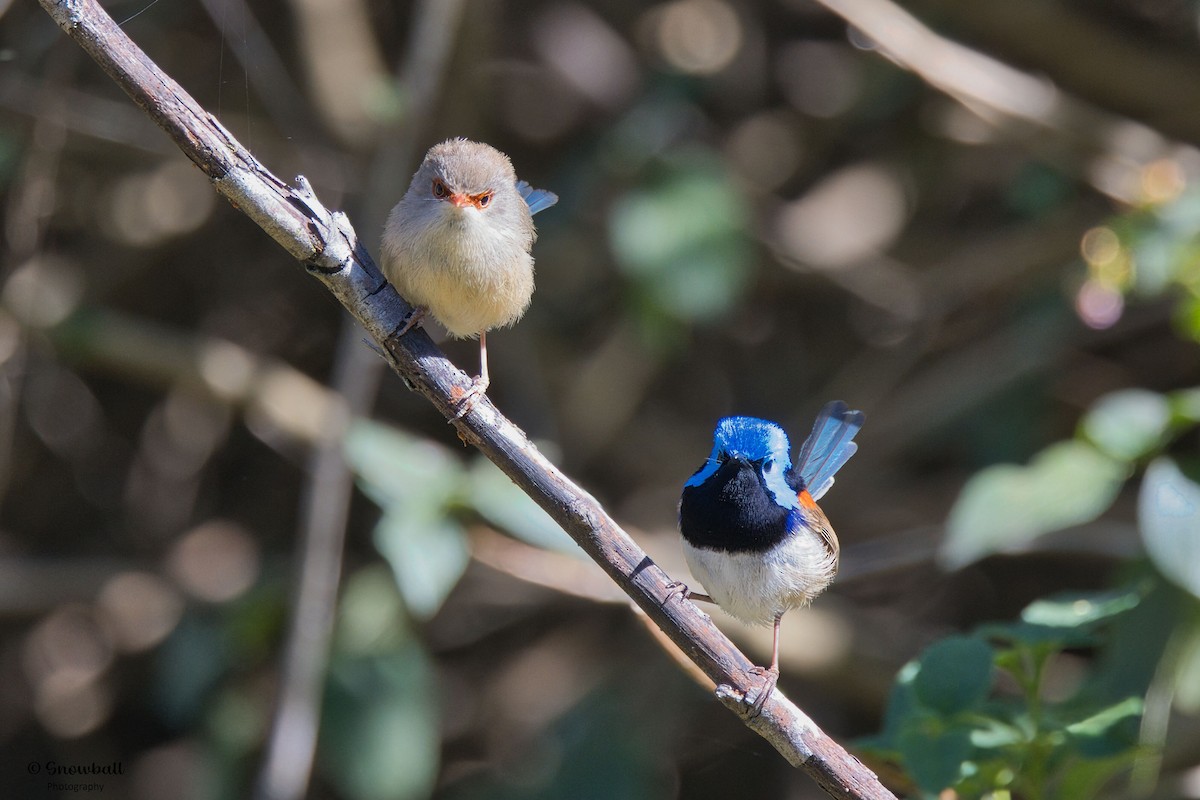 Variegated Fairywren - ML643266267