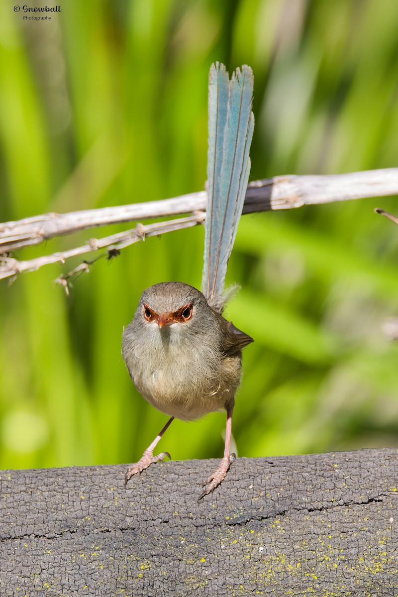 Variegated Fairywren - ML643266268