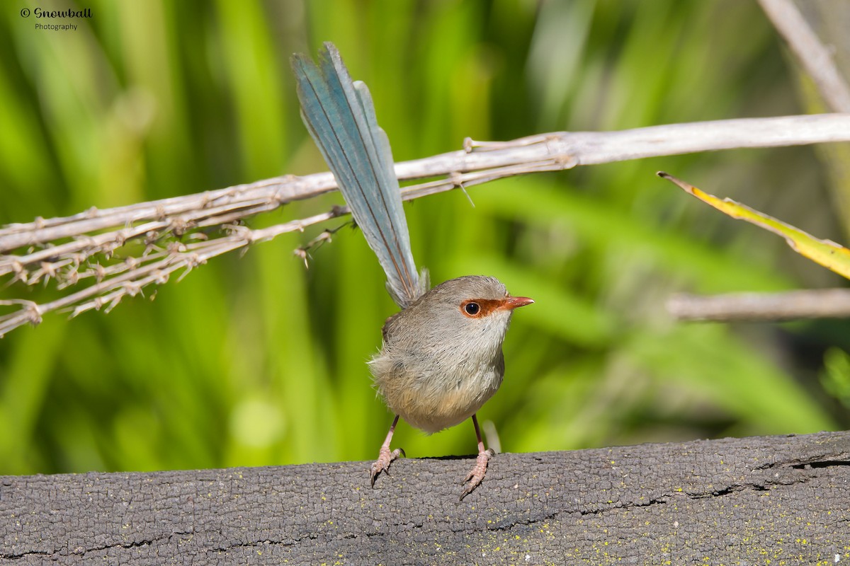 Variegated Fairywren - ML643266269