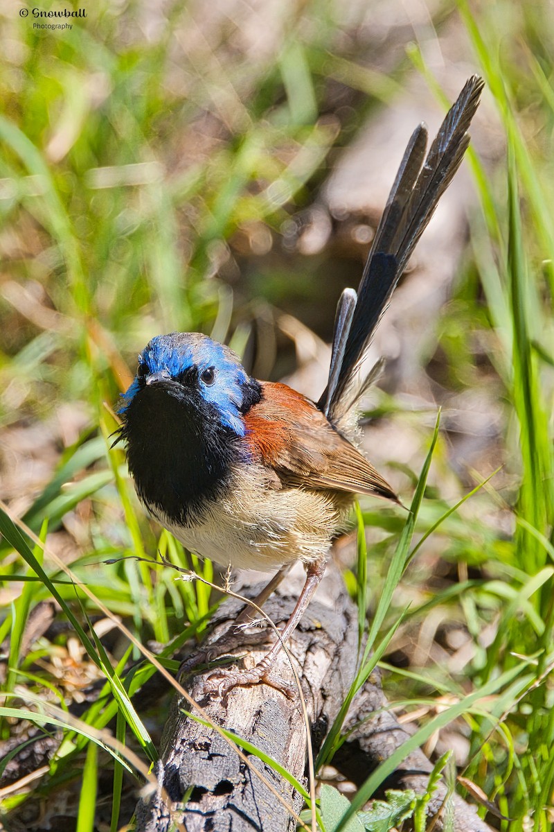 Variegated Fairywren - ML643266270