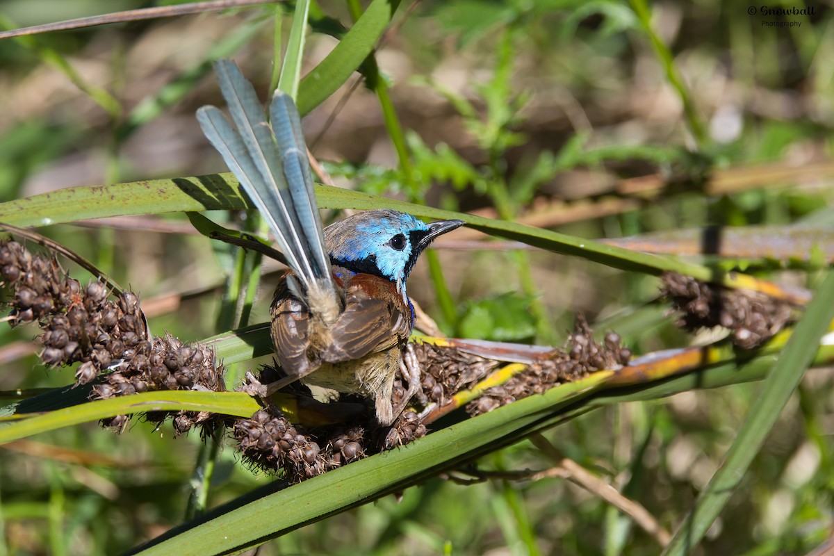 Variegated Fairywren - ML643266271