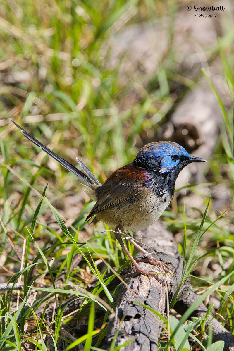 Variegated Fairywren - ML643266272