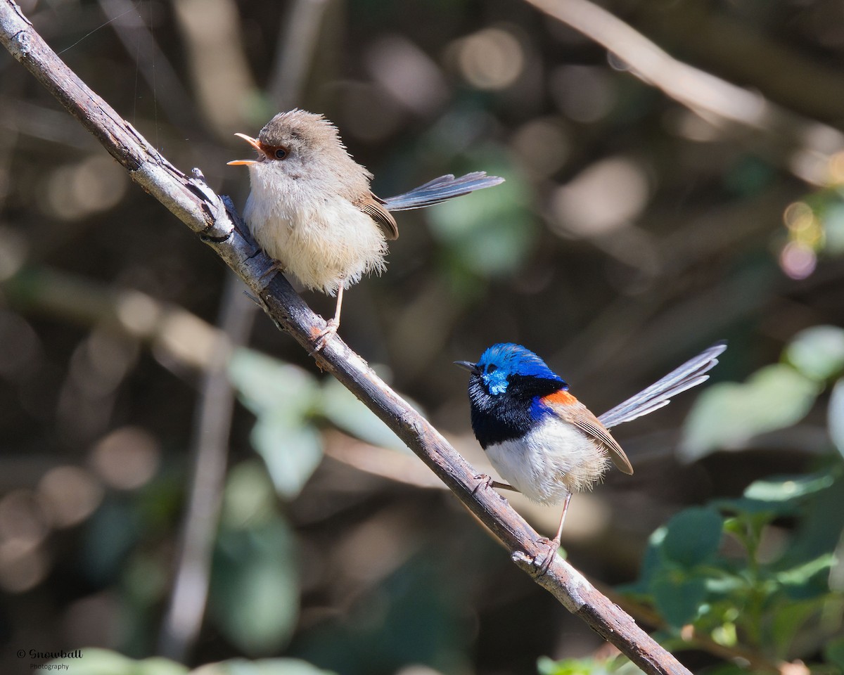 Variegated Fairywren - ML643266273