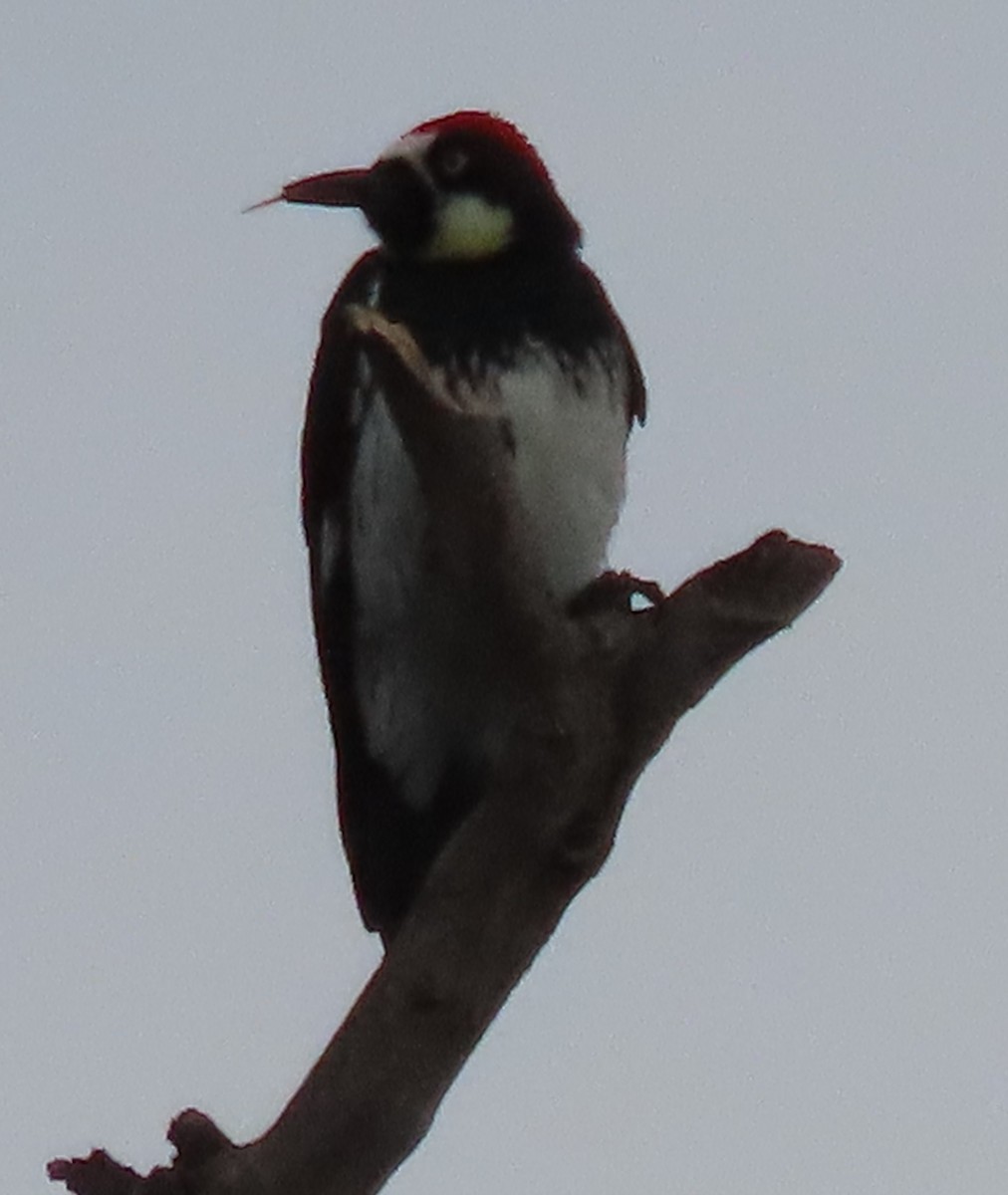 Acorn Woodpecker - ML643266276