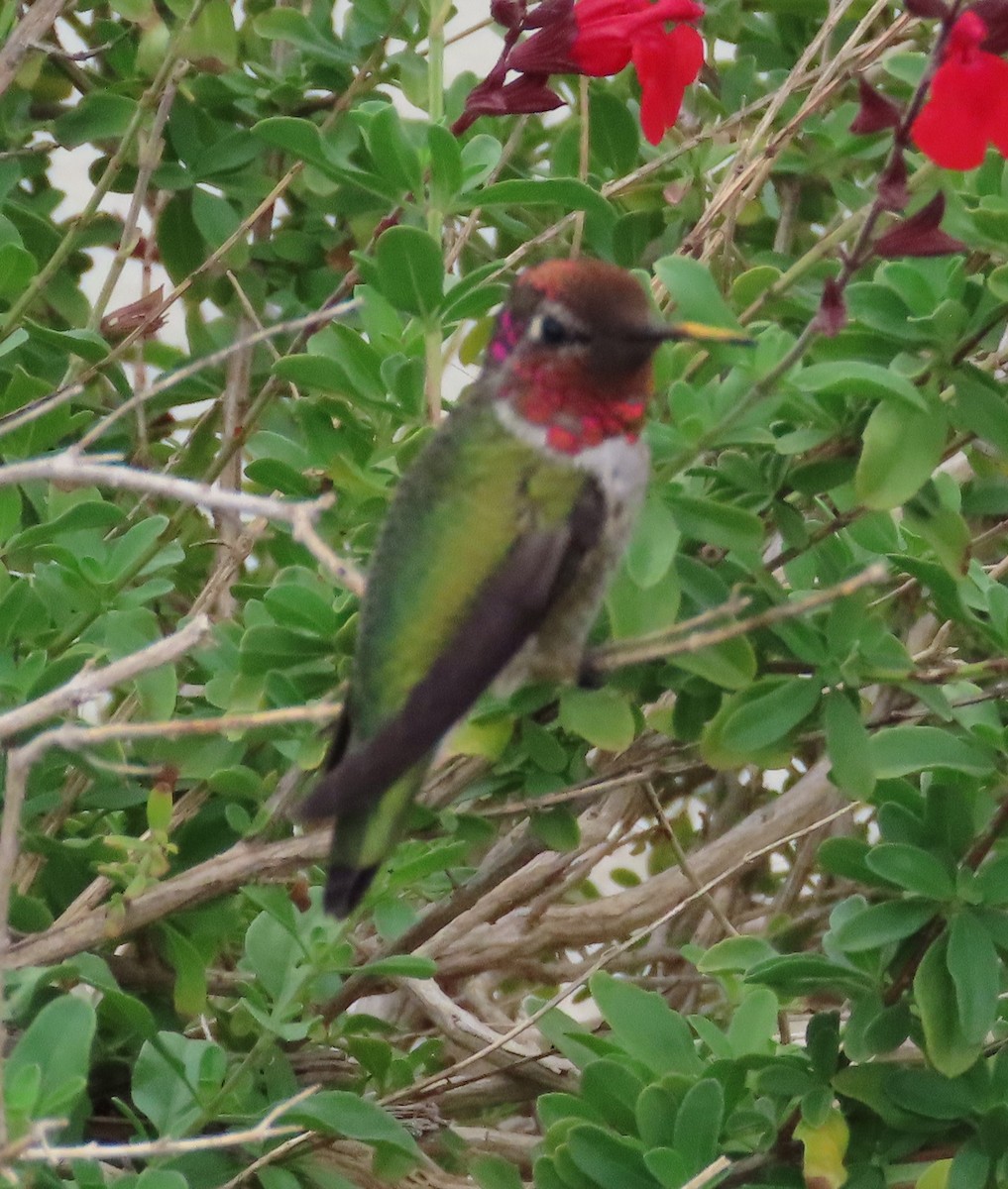 Anna's Hummingbird - ML643266279