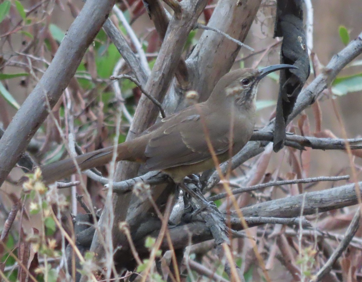 California Thrasher - ML643266281