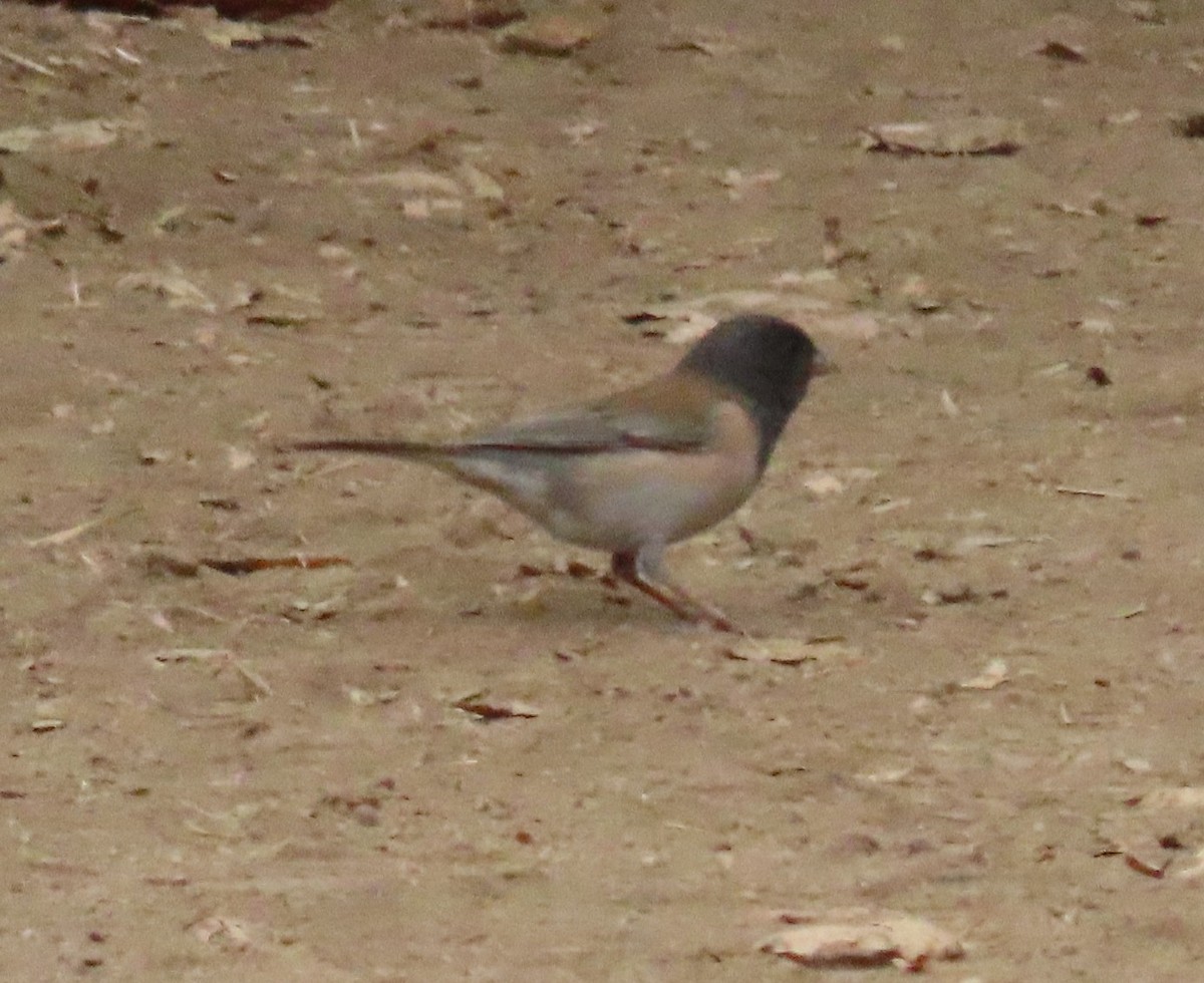 Dark-eyed Junco - ML643266282