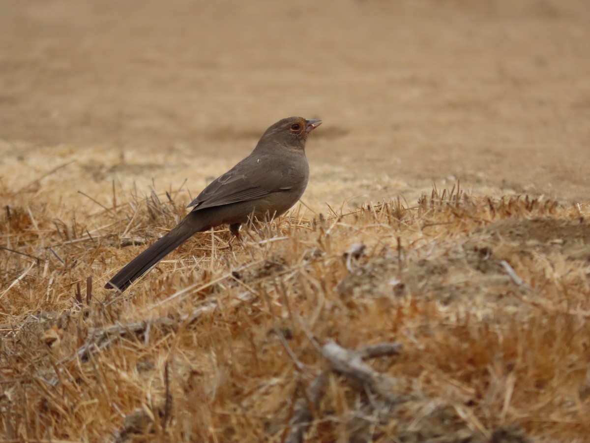 California Towhee - ML643266283