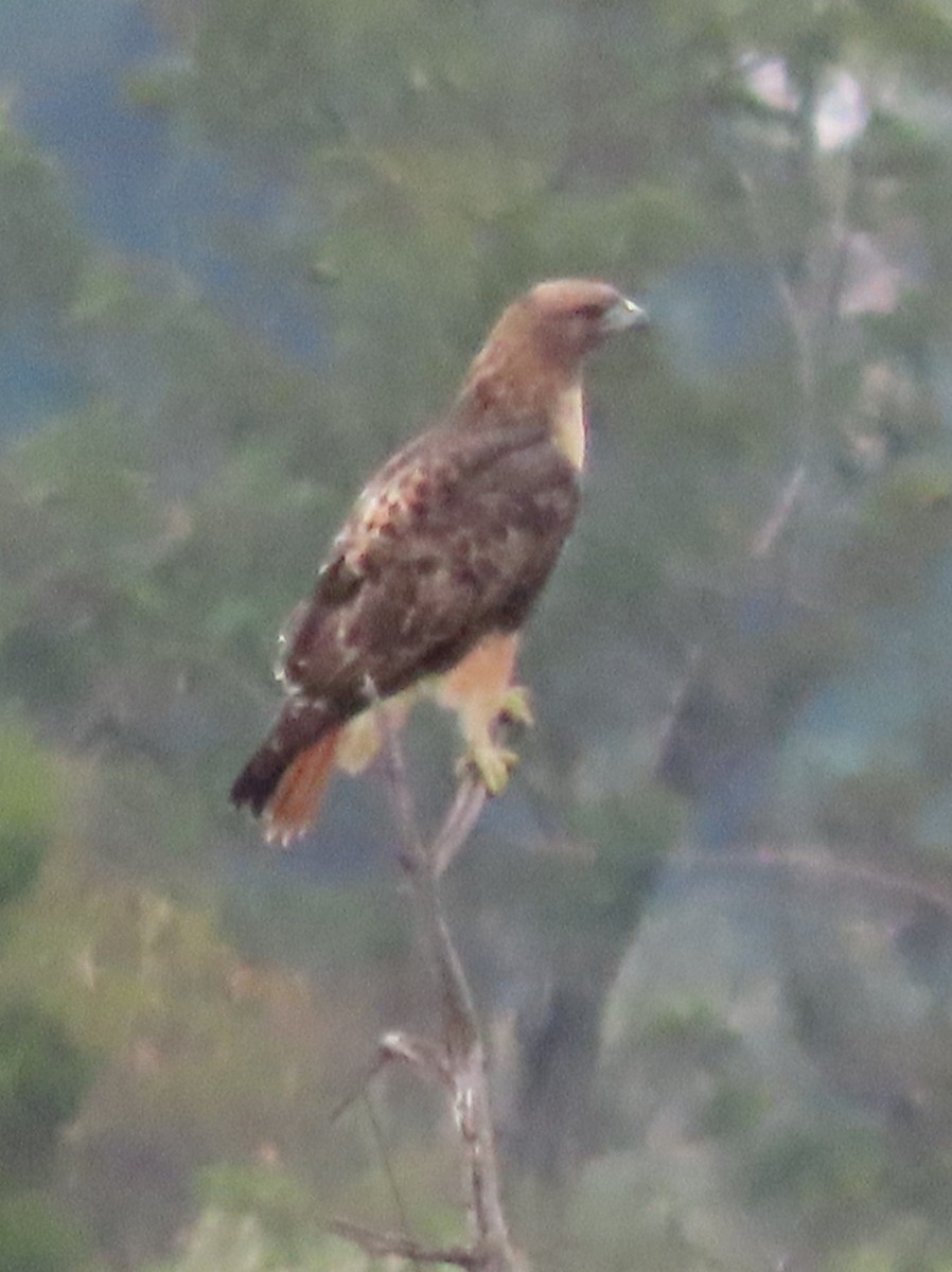 Red-tailed Hawk - ML643266290