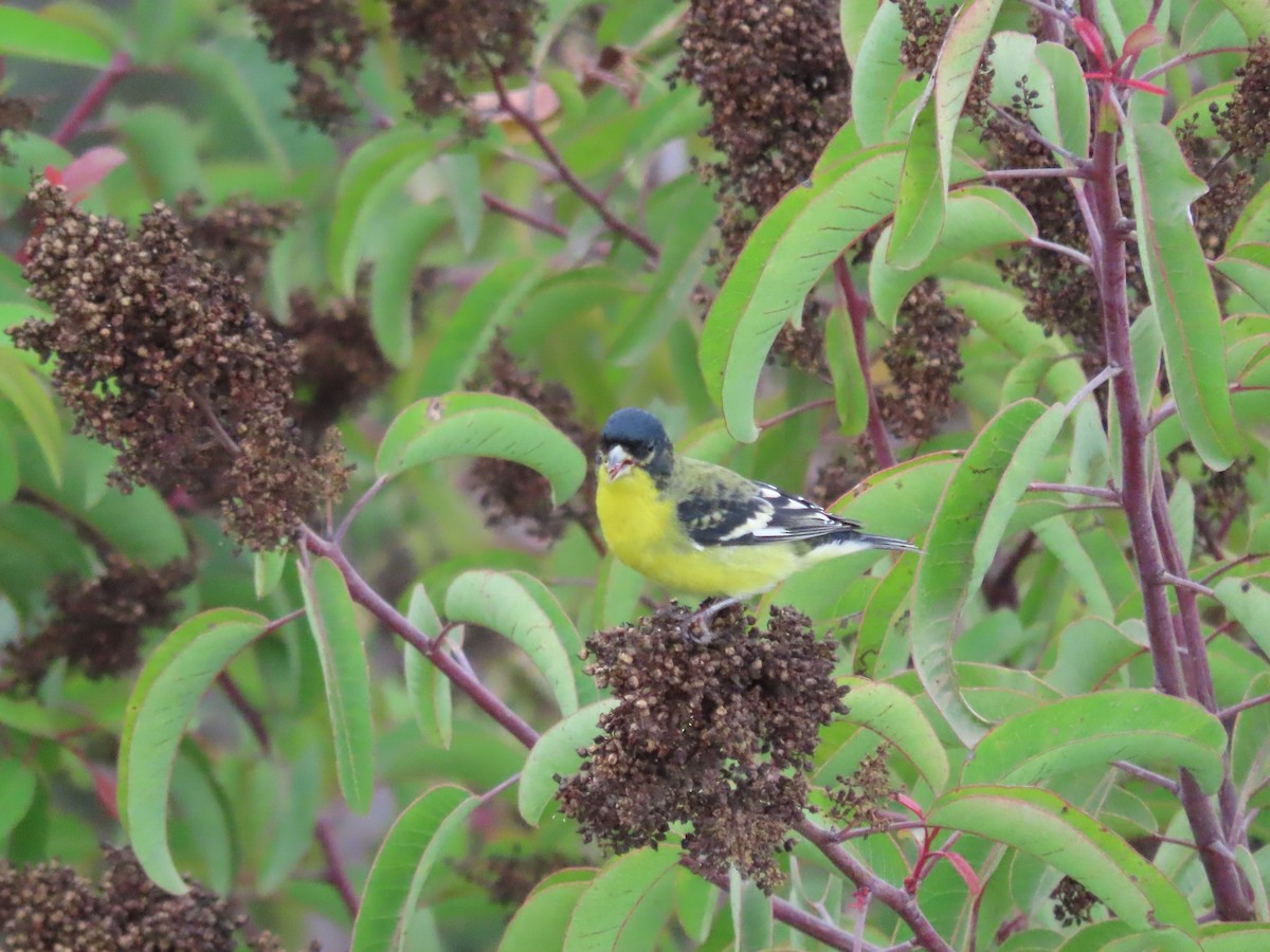 Lesser Goldfinch - ML643266293
