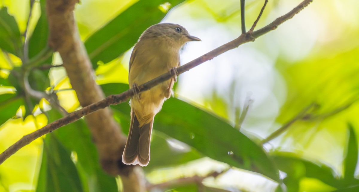 Brown-cheeked Fulvetta - ML643266294