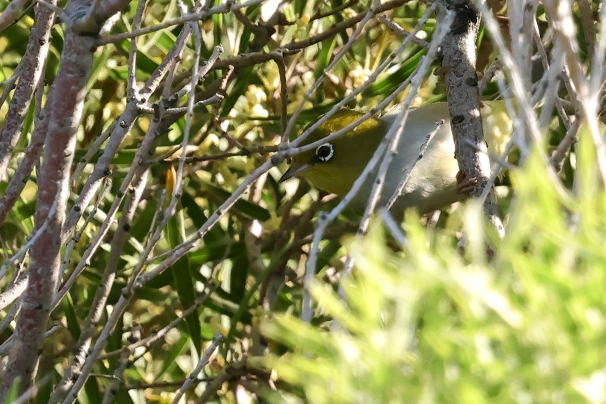 Silvereye - ML643266296