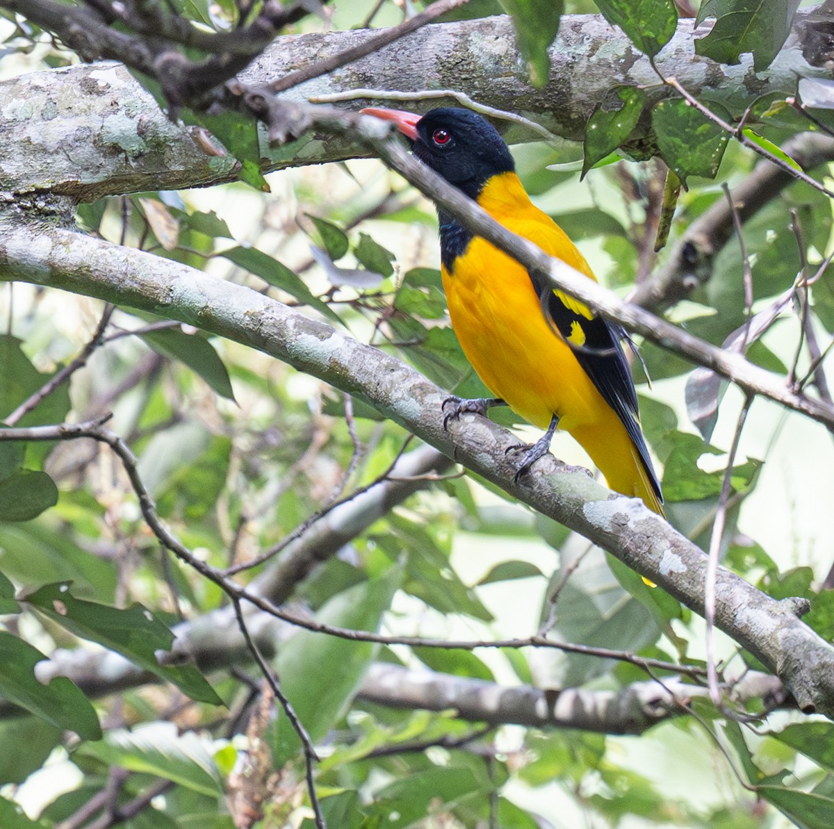 Black-hooded Oriole - ML643266297
