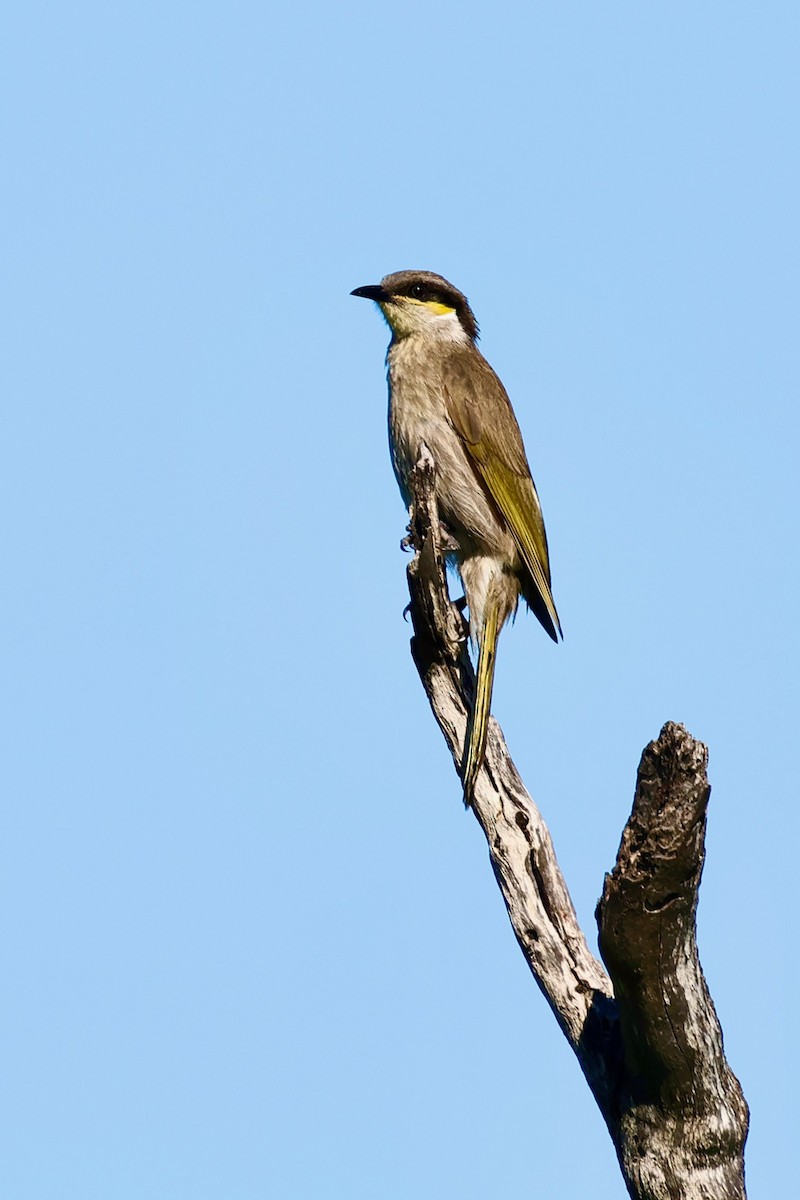 Singing Honeyeater - ML643266298