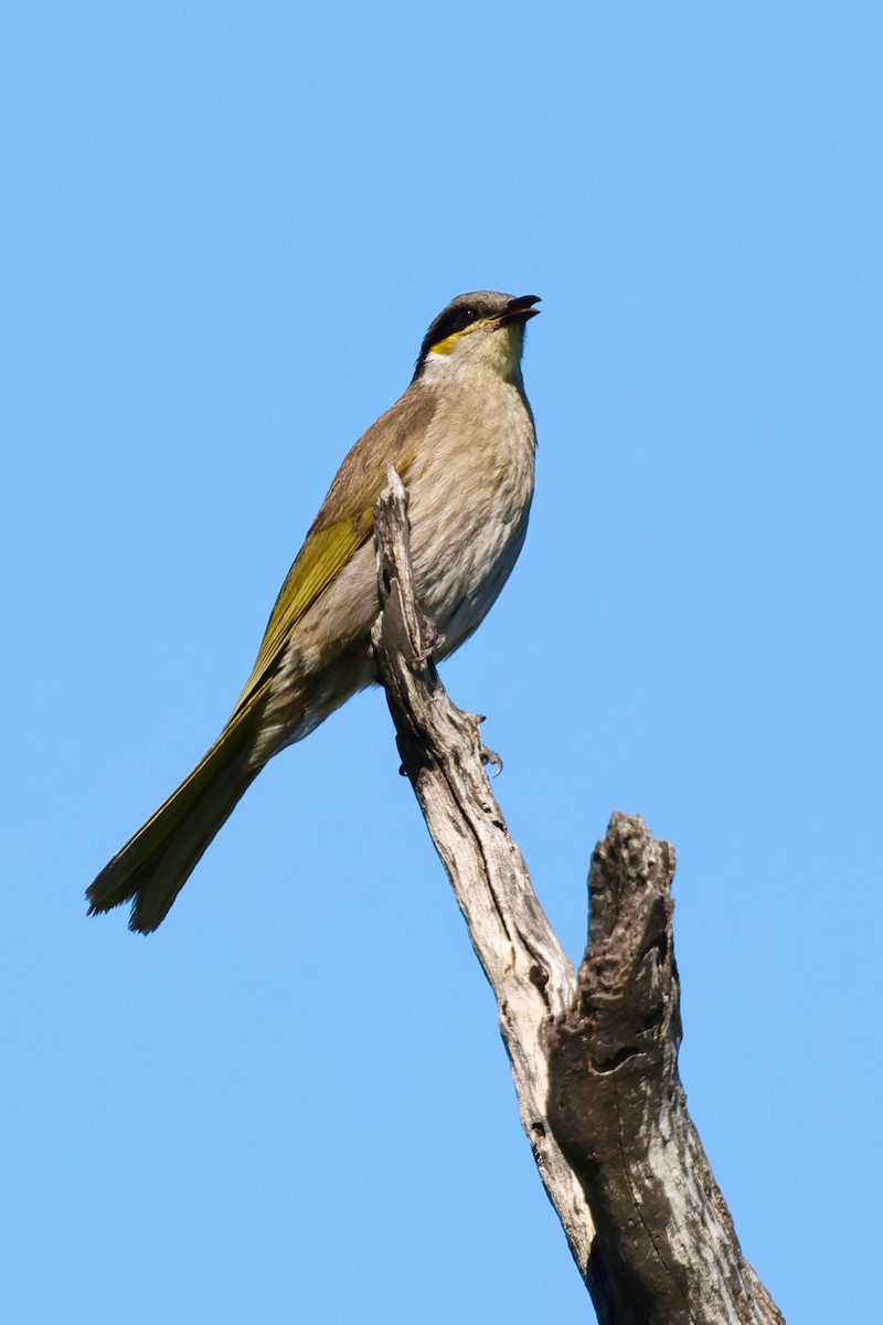 Singing Honeyeater - ML643266299