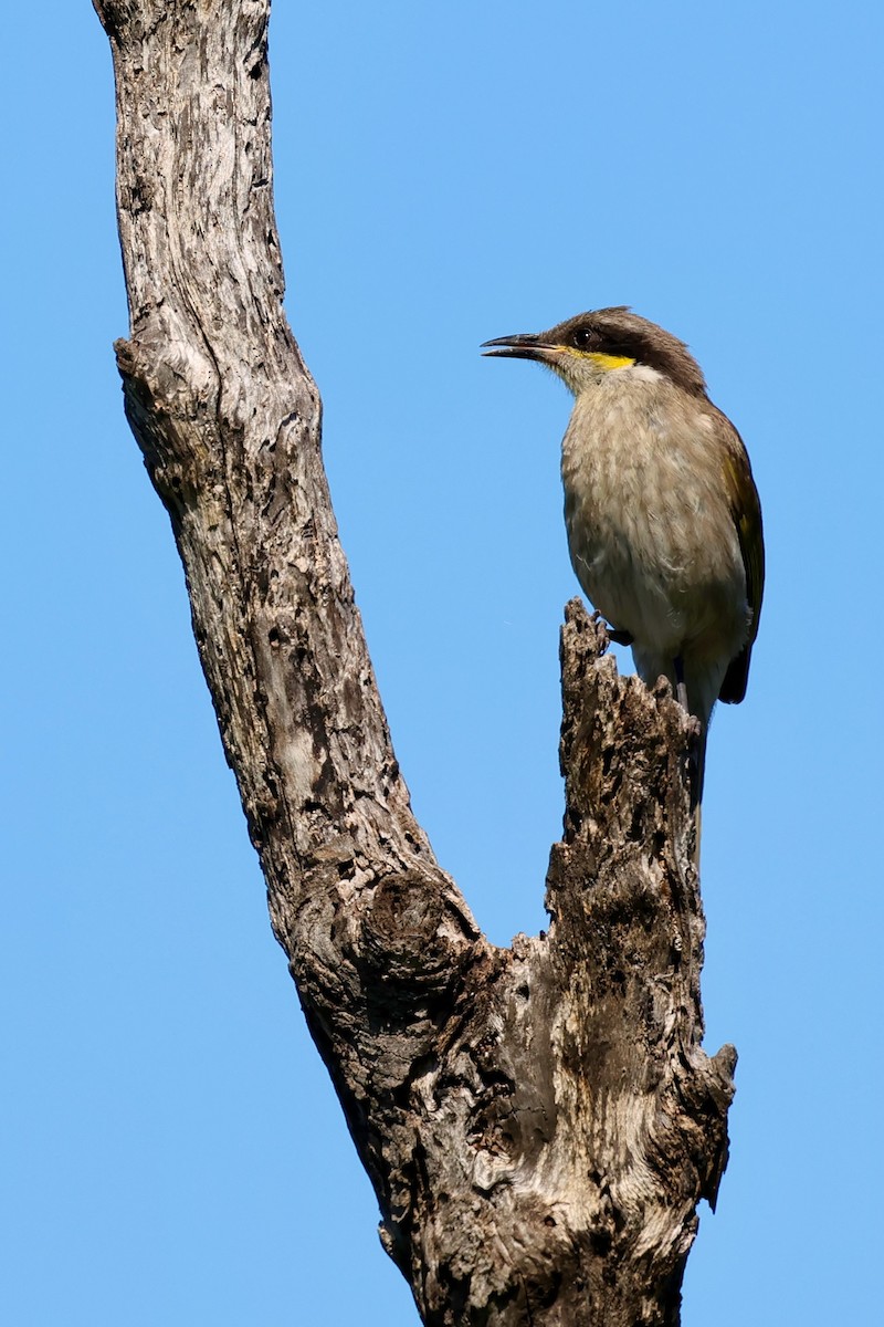 Singing Honeyeater - ML643266300
