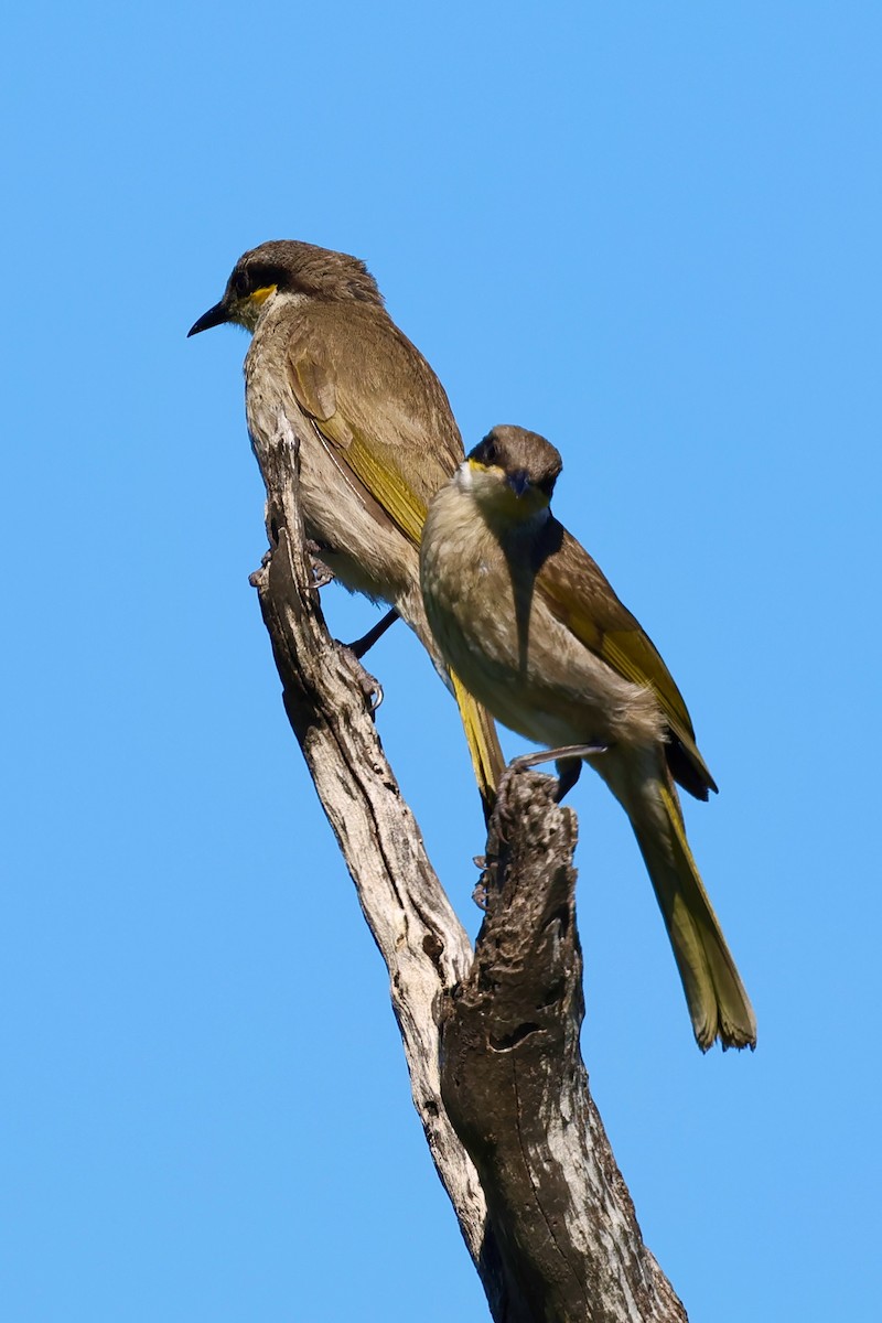 Singing Honeyeater - ML643266301