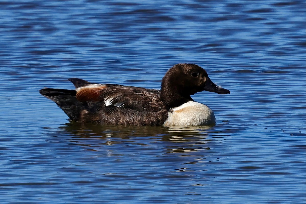 Australian Shelduck - ML643266302