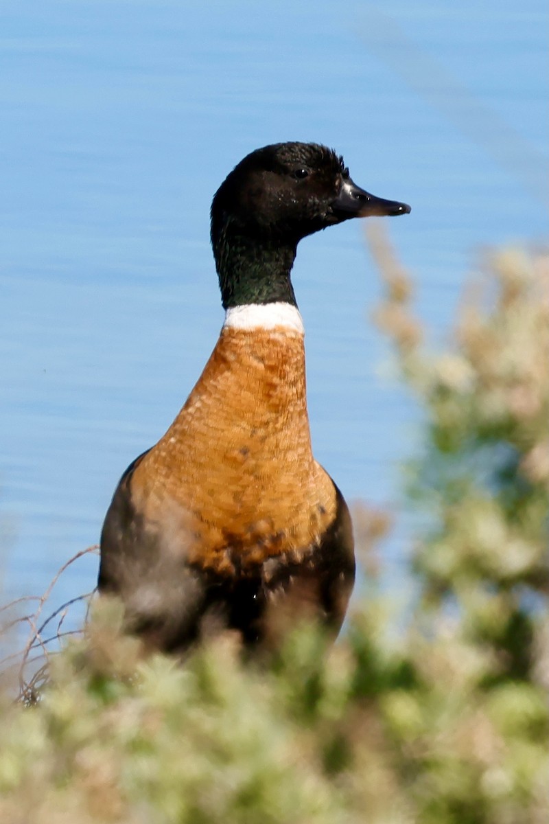 Australian Shelduck - ML643266303