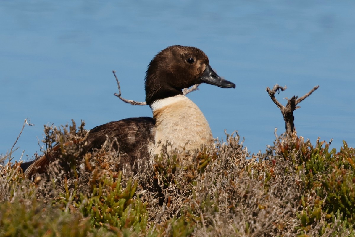 Australian Shelduck - ML643266304