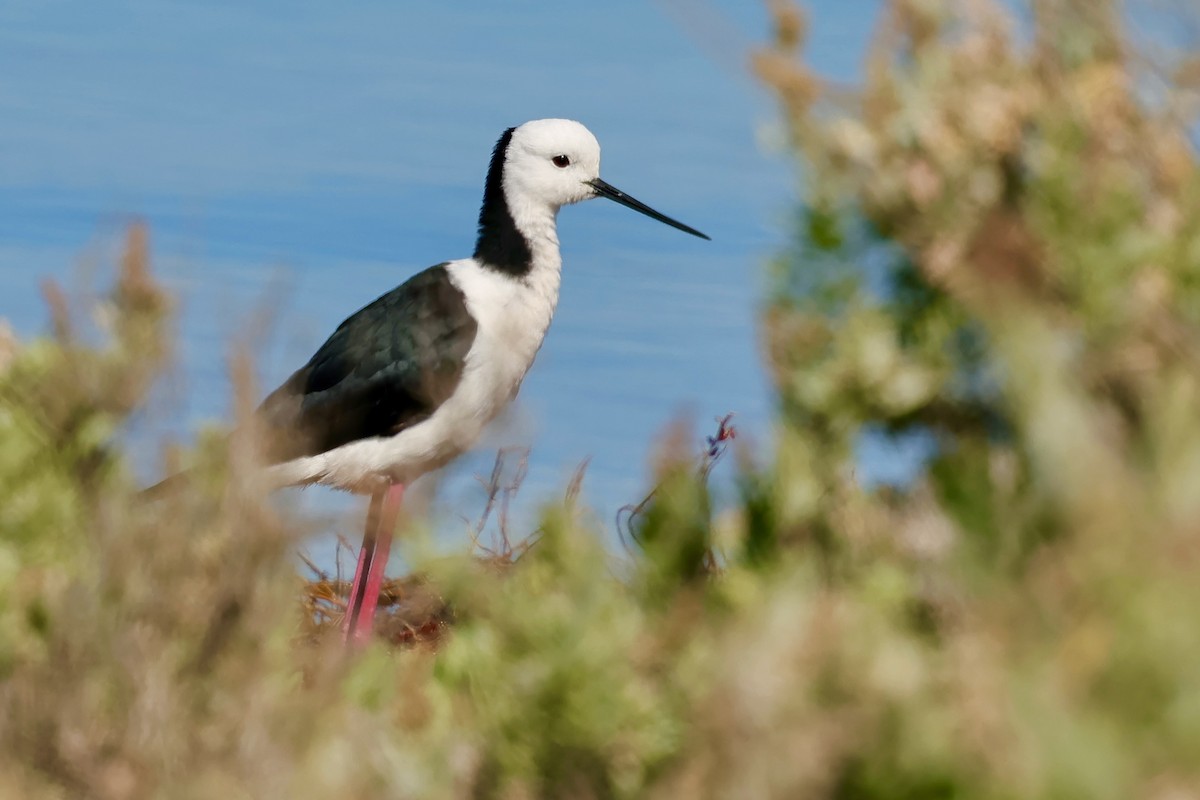 Pied Stilt - ML643266305