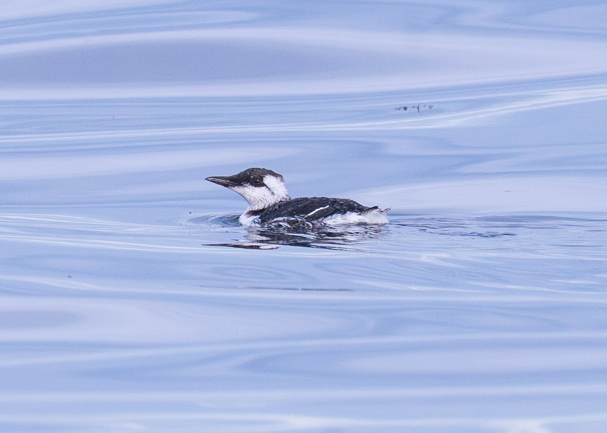 Common Murre - ML643266306