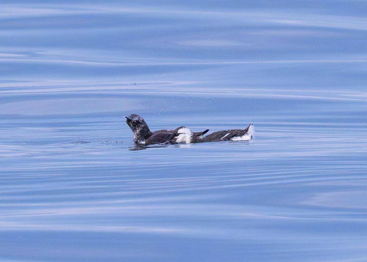 Common Murre - ML643266307