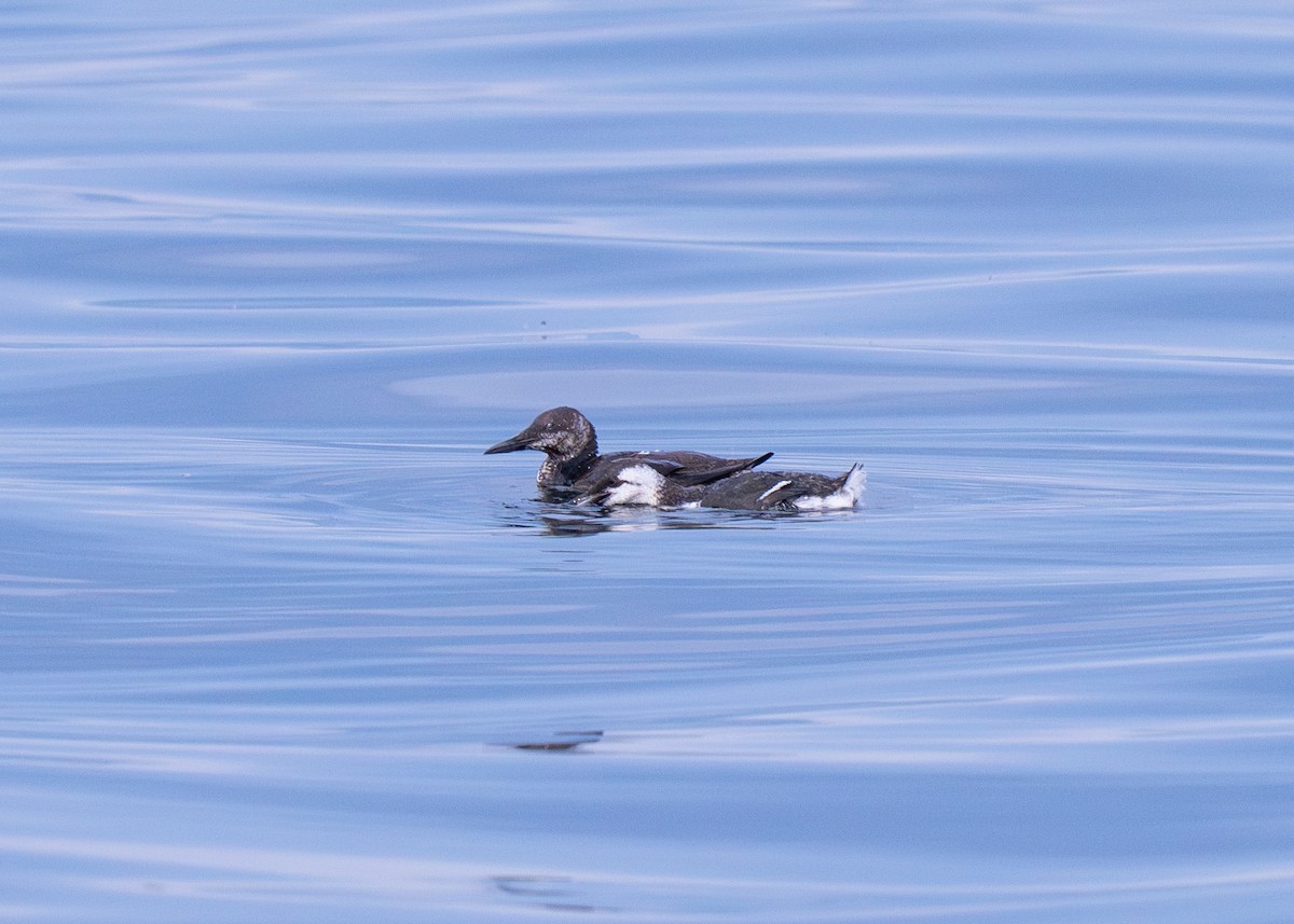 Common Murre - ML643266308