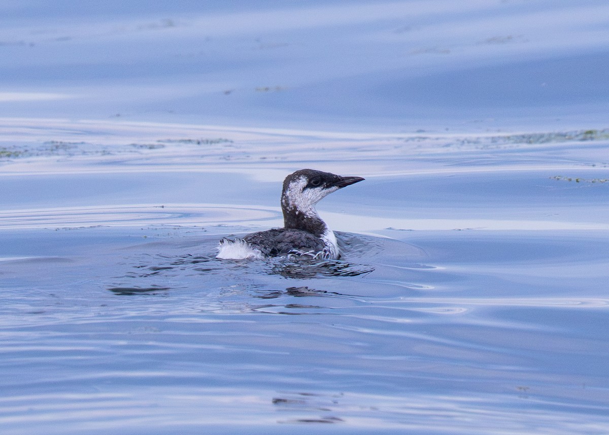 Common Murre - ML643266309